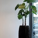 alocasia calidora in river black